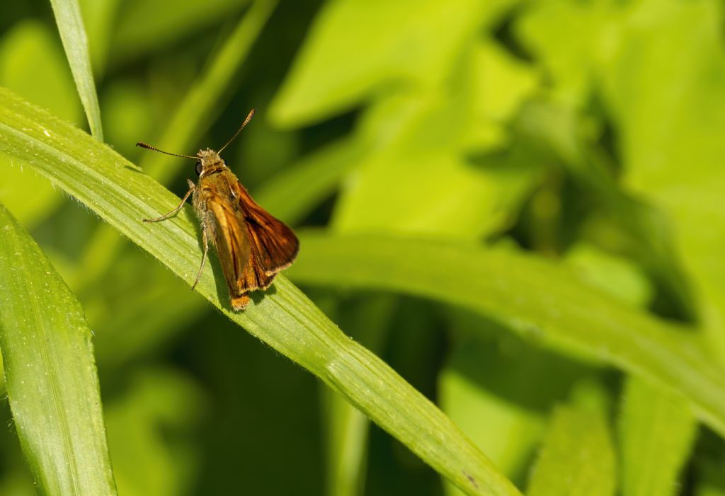 Ochlodes sylvanus, maschio  - Hesperiidae